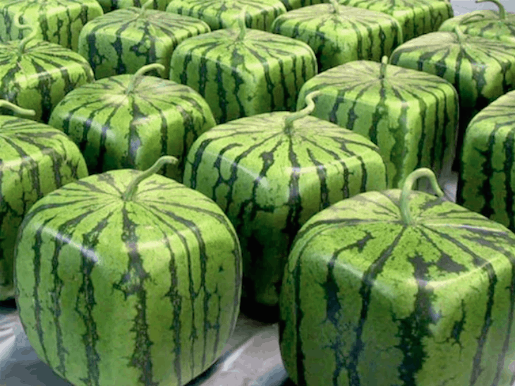 34-square-watermelon