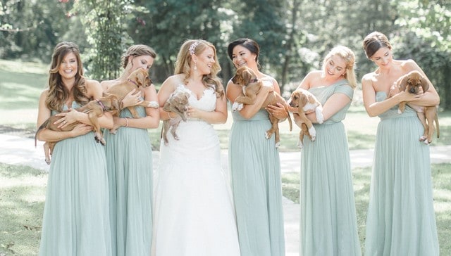 Bridesmaids Pose With Puppies Instead Of Flowers To Find Them Furrever Homes