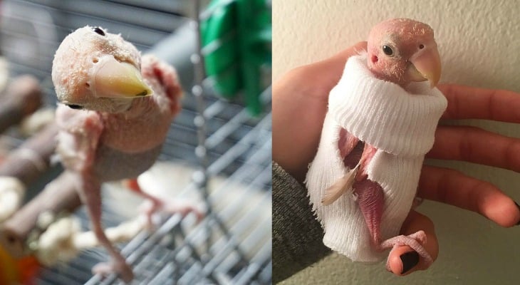 Internet Falls In Love With Featherless Lovebird, Send Tiny Sweaters To Keep Her Warm
