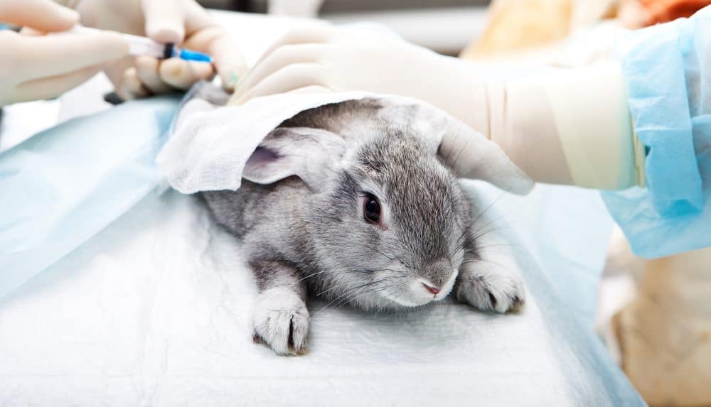 Victory! Australia Bans Cosmetic Animal Testing Nationwide