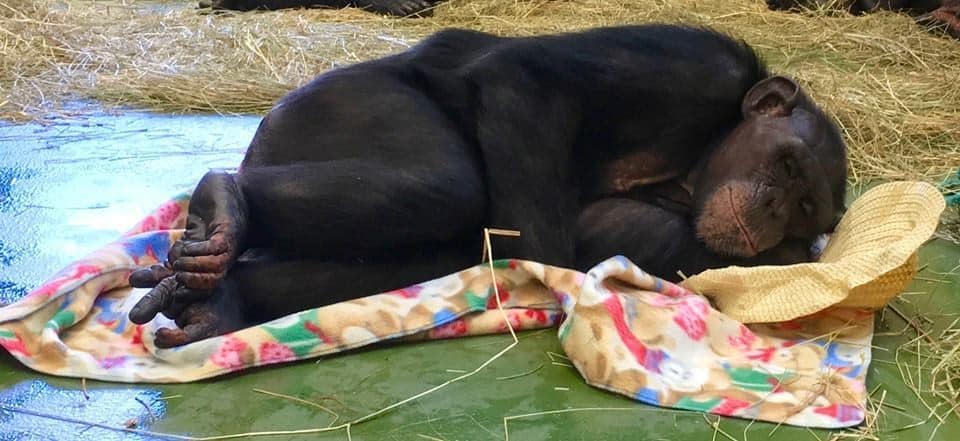 Emma, one of the rescued chimps, happily rests in her new home. Credit: Project Chimp