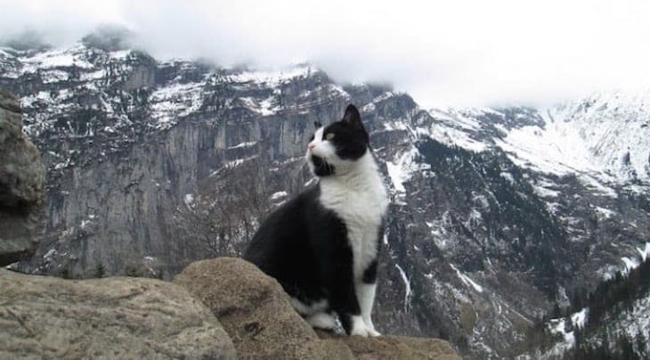 Mysterious Feline Rescues Injured Tourist From Swiss Mountains [Video]