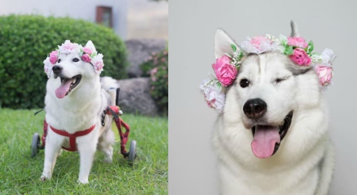 Husky Puppy Born Without Paws Couldn’t Be Happier In Her New Wheelchair [Photos]