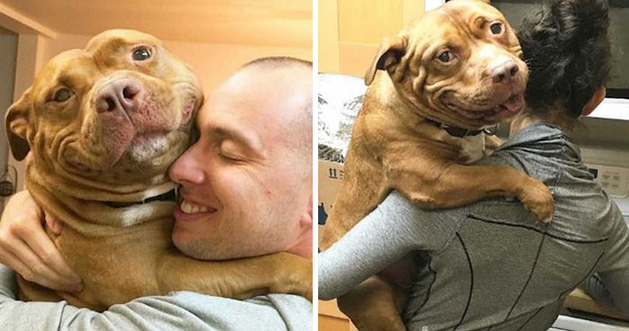 This Pit Bull Hasn’t Stopped Smiling Since Being Adopted [Photos]