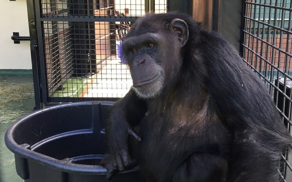 Watch What Happens When Former Lab Chimpanzees Try Watermelon For The First Time