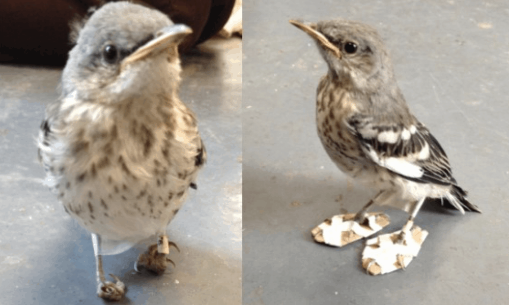 Tiny Injured Bird Receives ‘Snowshoes’ To Heal Her Problem Feet