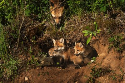 Wildlife Services killed 3,437 foxes in 2015. (Credit: Shutterstock)