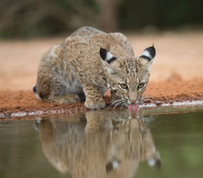 Wildlife Services killed 731 bobcats in 2015. (Credit: Shutterstock)