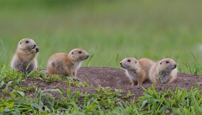 Wildlife Services killed over 20,000 prairie dogs in 2015 to make room for cattle. (Credit: Shutterstock)