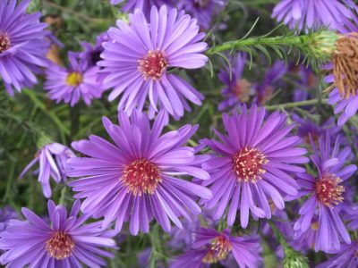 aster-flowers