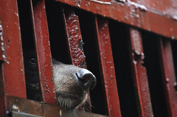 This Country Just Vowed To Close Horrific Bear Farms And Send Bears To Sanctuaries