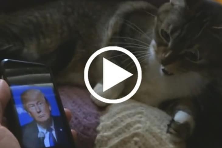 [Watch] These Pets Flip Out When They See Donald Trump