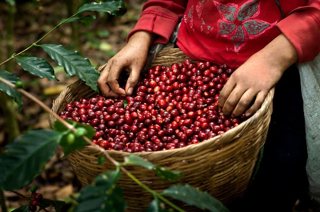 Coffee Industry Supporting 120M Poor People Will Soon Be Gone Because Of Climate Change