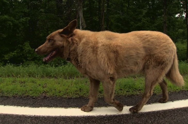 Dog Walks Four Miles Into Town Everyday And Gets Statue Erected In His Honor