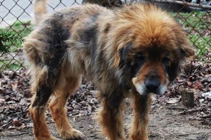 Senior Dog Escapes Filthy Yard And Finds Help For His Sick Siblings