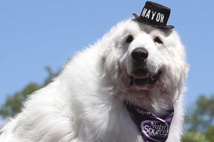Local Dog Re-Elected Mayor For The Third Time Because He Really Is A Good Boy