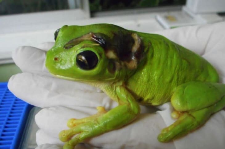 Animal-Lover Accidentally Runs Over Frog, Then Flies Him Across The Country For Surgery