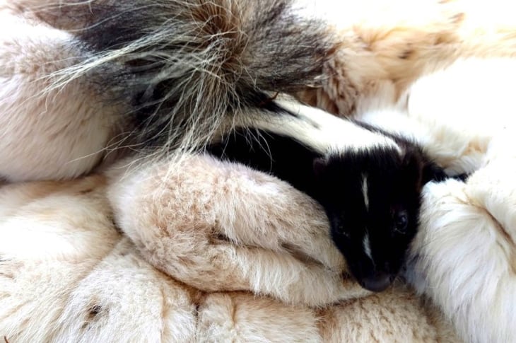 Old Fur Coats Donated To Wildlife Centers Are Saving Baby Animals