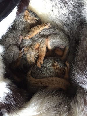 These squirrels' tree was cut down, leaving them homeless. (Credit: Snowdon Wildlife Sanctuary)