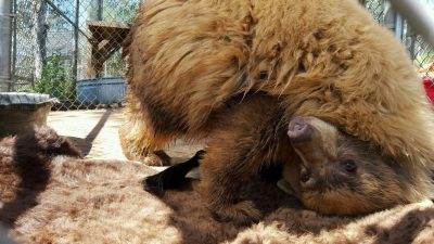A one-year-old, three-legged black bear cub plays with a donated bison hide. (Credit: The Fund For Animals Wildlife Center)