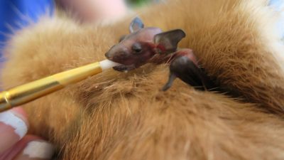 A baby brown bat, just under a week old, warms up in a donated fur while gaining his strength. (Credit: Chintimini Wildlife Center)