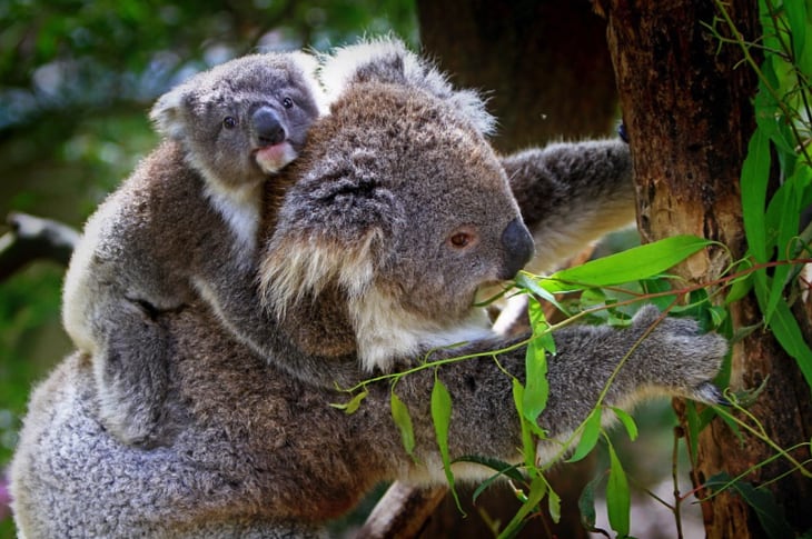 New Highway In Australia Could Wipe Out 200 Critically Endangered Koalas