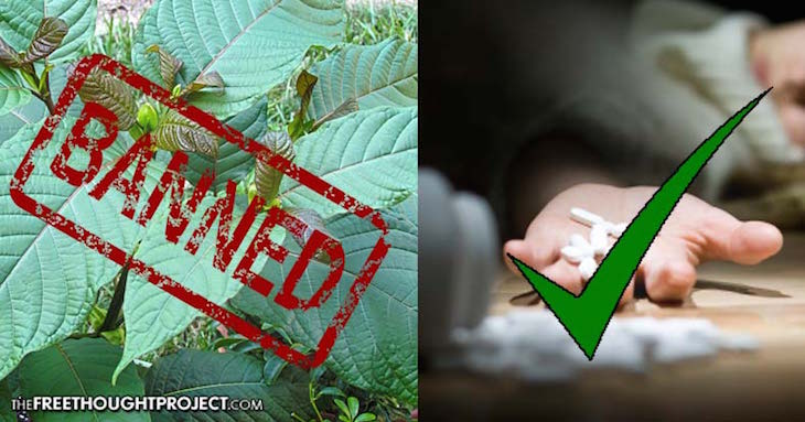 DEA Just Banned A Natural Plant That Can Cure Opioid Addiction