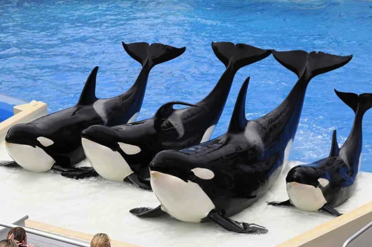 Victory! California Bans Orca Theatrical Shows And Breeding
