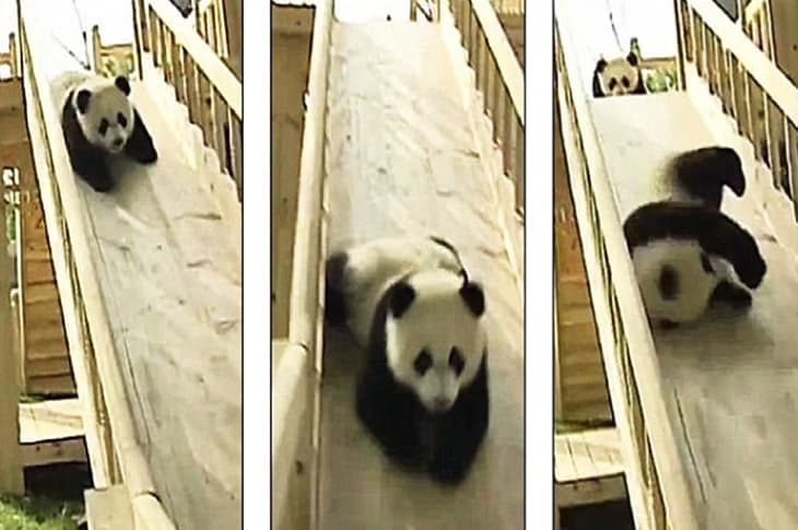 These Cute Pandas Are Having The Time Of Their Lives [Watch]