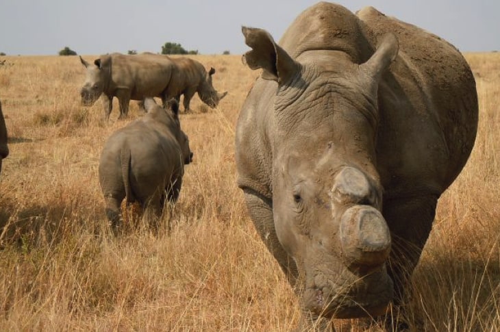 This Country Is Removing Rhinos’ Horns To Save Them From Extinction