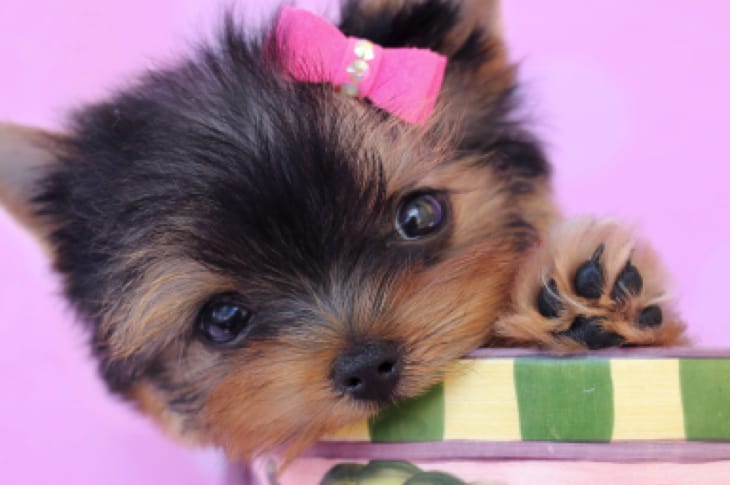 Dog Moms Forced To Deliver “Teacup” Puppies By C-Section To Make Them Extra Small