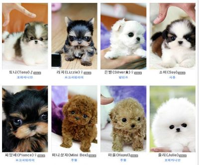 Credit: Ban Unethical Breeding of Teacup Puppies