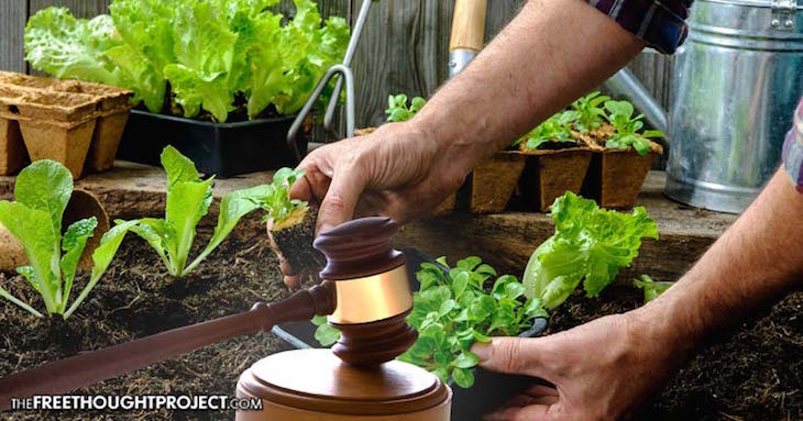 Judge Rules Government Can Ban Vegetable Gardens Because They’re ‘Ugly’