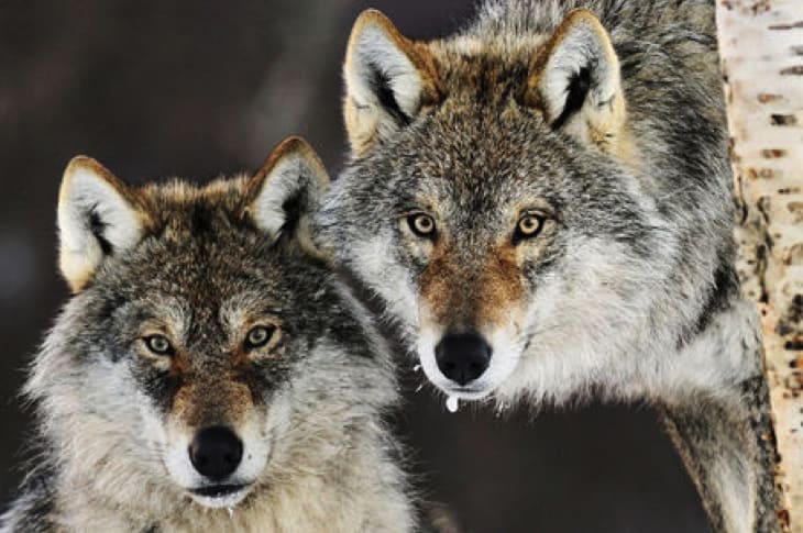 This Country Is About To Kill Their Remaining Wolves For—You Guessed It—Livestock