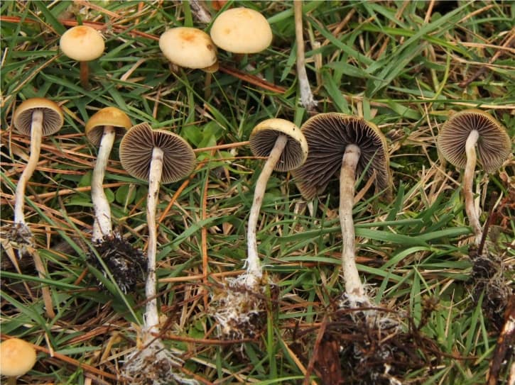 HOW TO: Grow Your Own Magic Mushrooms At Home [Watch]