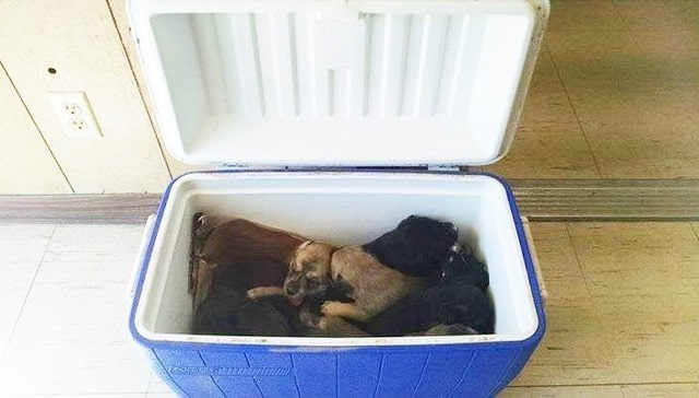 Woman Stops On Side Of Road To Retrieve Cooler, Finds 9 Puppies Inside