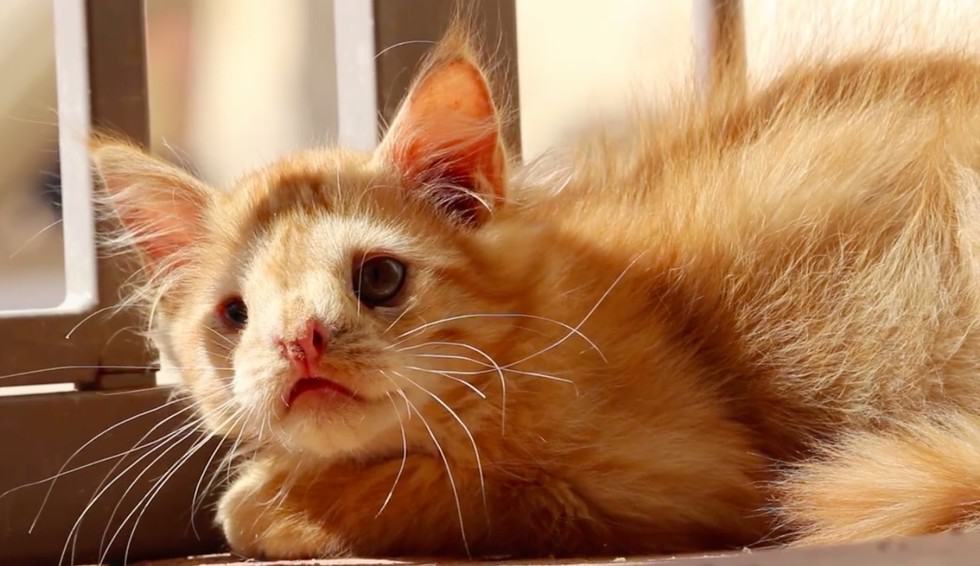 Kitten That Was Abandoned For Being ‘Too Ugly’ Finally Finds The Home He Deserves
