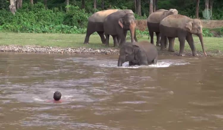 Baby Elephant Rushes Into River To ‘Save’ Her Favorite Human – Must See!