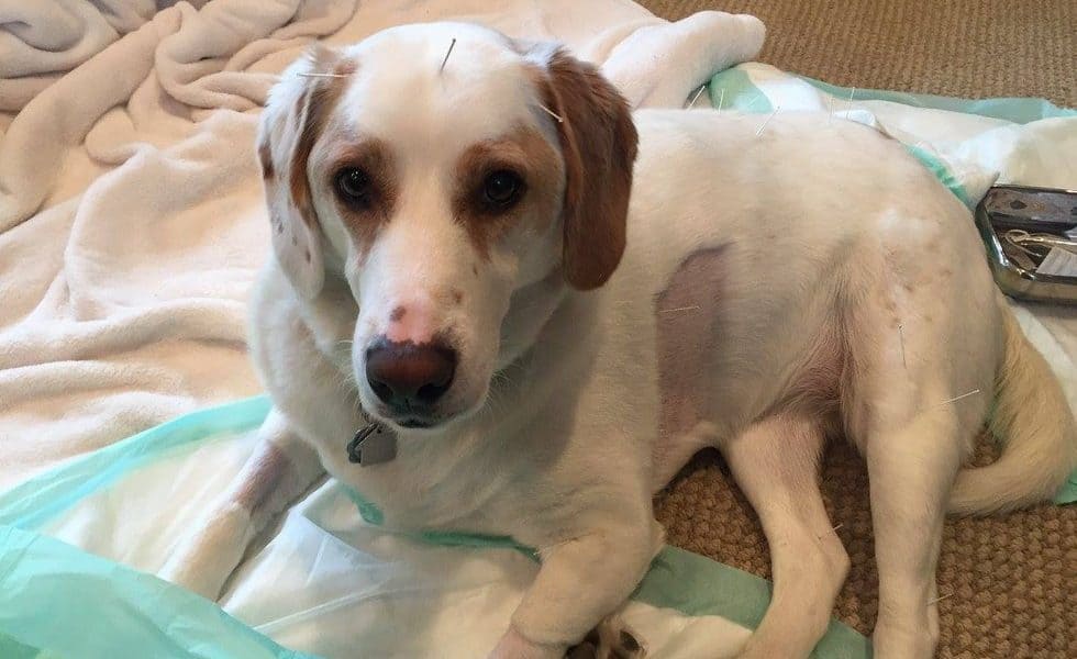 Paralyzed Dog Can Finally Run Again After Receiving Acupuncture
