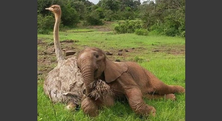 Empathetic Ostrich Cuddles Orphaned Elephants To Remind Them They’re Loved [Photos]