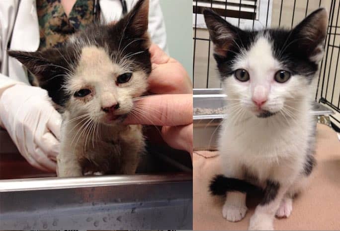 Kitten Found In Trash Receives Second Chance And Life-Saving Surgery