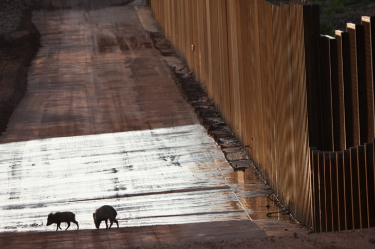 Trump’s Infamous Wall Threatens Wildlife As Much As It Does Humans