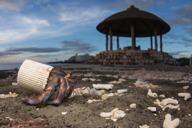 Beaches Are So Polluted That Hermit Crabs Are Using Bottle Caps As Homes