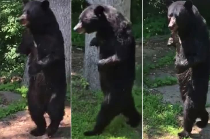 Famous Bear Killed During Horrible Hunt Inspires Bill To Ban Hunt Forever