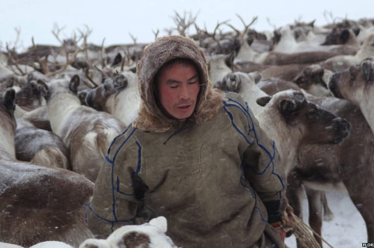 Russia Plans To Kill 250,000 Reindeer After Ancient Disease Resurfaces