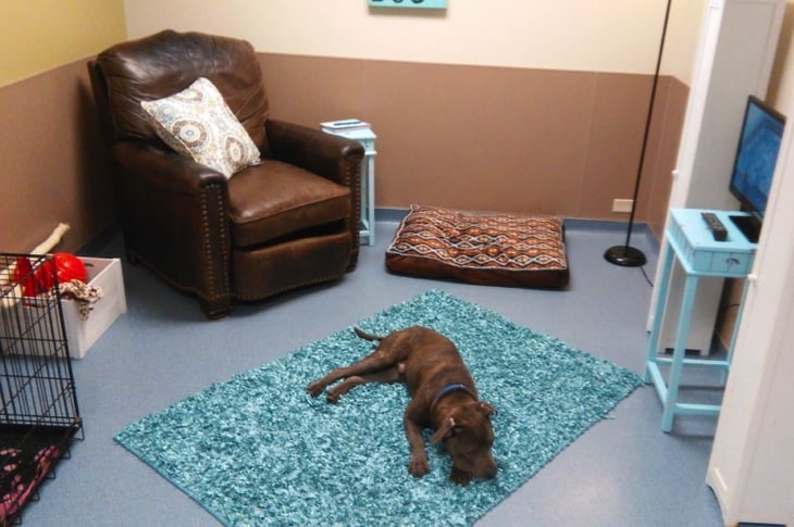Shelter Builds Room Resembling Home Where Their Homeless Dogs Can Feel Loved