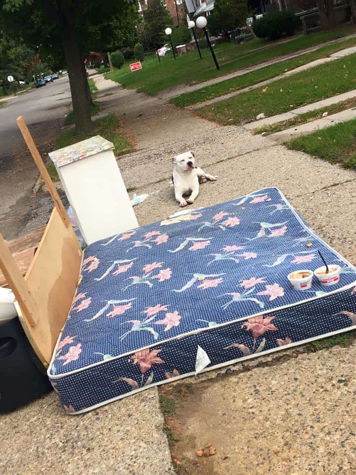 Credit: Detroit Youth and Dog Rescue