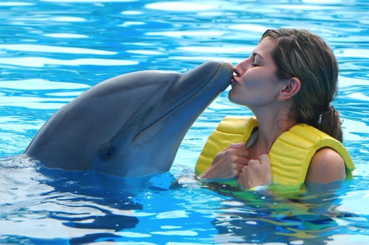 What Swimming With Dolphins Is Actually Like For The Dolphins