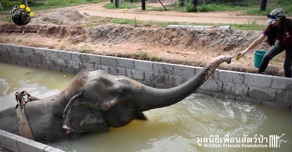 Credit: Wildlife Friends Foundation Thailand