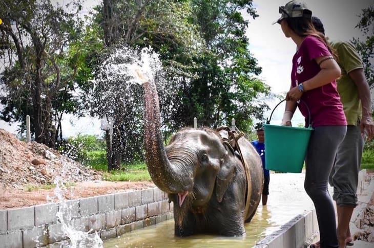 Elephant Forced To Give Rides Now Spends Her Days Healing In Water Therapy